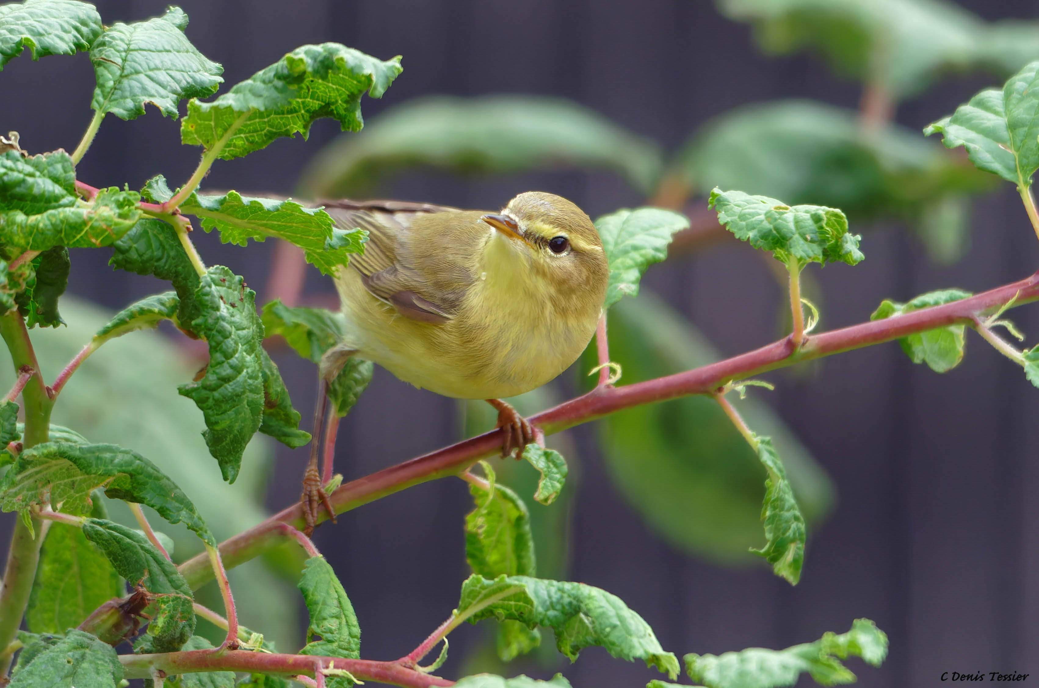 un pouillot véloce, un oiseau parmi la biodiversité de la ferme